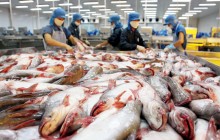 Chuyện cấp đông con cá: DN tranh cãi với Bộ