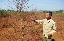 Đào Nhật Tân trên cao nguyên