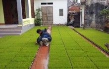 Kinh nghiệm gieo mạ khay