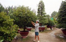 "Nín thở" chờ mai Tết
