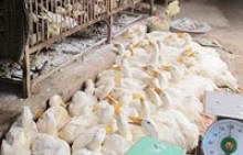 Cúm A/H7N9 tiến sát Việt Nam