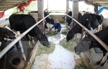 Cục Chăn nuôi phản hồi sau thông tin người dân đổ sữa ra đường