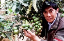 3 giống mắc ca có triển vọng tại Tây Nguyên