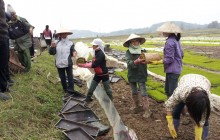 Gieo mạ khay - Ích nước, lợi nhà