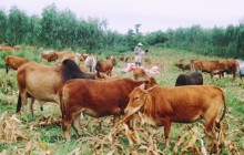 Ninh Thuận tập trung mọi nguồn lực
