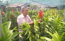 Hoa phong lan trên đất thép Củ Chi