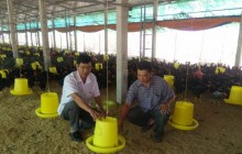 Xây nhà lầu từ gà