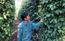 Kỳ tích "vùng đất lửa"