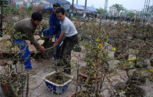 Mai ngược núi, đào chảy xuôi