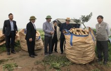 Nông dân tỉnh Bắc Ninh hăng hái thu hoạch vụ đông xuân!