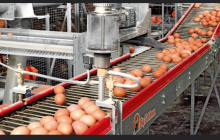 Công ty cổ phần đầu tư phát triển Khai Thông ra mắt các sản phẩm trứng gà Thảo dưỡng (thảo dược) OMEGA 3, DHA giá trị dinh dưỡng cao...