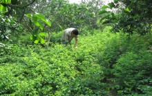 Triệu phú rau ngót