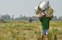 Dân bán lúa tươi cho thương lái ngay tại ruộng