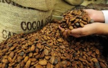 Thị trường cacao khởi sắc bất chấp đà giảm của giá đường và càphê