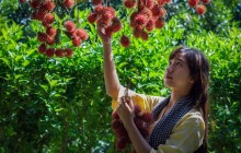 Sau Tết, nhà vườn khẩn trương vào việc