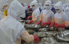 Xuất khẩu tôm chậm và nghe ngóng