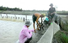 Nuôi tôm công nghiệp ngoài quy hoạch: Bất ổn