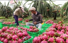 Giá thanh long đang tăng trở lại