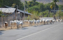 Hạn hán ở Khánh Hòa: Cứu lúa hay cấp gạo cứu đói?