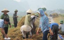 Gạo không chỉ để nấu cơm!