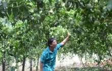"Bí ẩn" cây chanh dây và các thương lái Trung Quốc