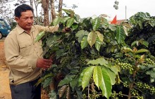 Nhãn hiệu cà phê Arabica Langbiang