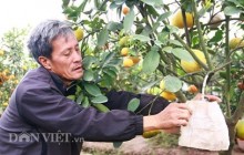 Những lão nông triệu phú "già mà… ham"