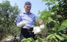 Thủ lĩnh nông dân đi tiên phong bằng vườn cây 300 triệu