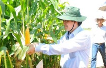 Lợi ích của cây trồng biến đổi gen GMO