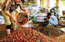 Cà phê Việt: Gian nan xây dựng thương hiệu