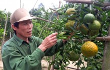Cam Sơn Lang thu tiền tỷ