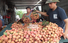 "Điệp khúc buồn" ngành nông sản: Tiếp theo là vải thiều và thanh long?