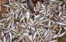 Cá chết thiệt hại hơn 100 tỷ, hỗ trợ khẩn 500 tấn gạo
