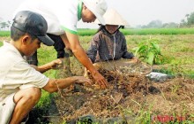 Độc và lạ ở Nghệ An: Trồng hành tăm trên lưới cước