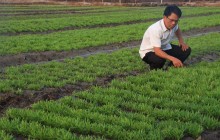 Trồng rau sạch với tỏi, ớt, rượu…...