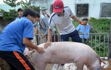 Ngành chăn nuôi heo sẽ... chết nếu chơi theo luật "ao làng"