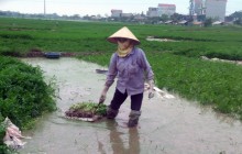 Sự thực về thuốc "siêu tăng trưởng" phun rau cần 3 ngày là thu hoạch