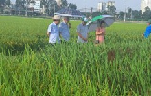 Tổng hội Nông nghiệp và PTNT Việt Nam thăm Trung tâm CETDAE: Ghi nhận mô hình giống lúa dinh dưỡng ứng dụng công nghệ sinh học