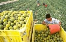 Nông nghiệp Israel: Thiết lập mô hình, nuôi dưỡng sáng tạo