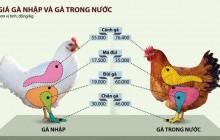 Gà Việt khủng hoảng với đùi gà Mỹ rẻ như rau