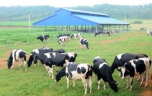 Doanh nghiệp cam kết “rót” 1 tỷ USD vào ngành chăn nuôi