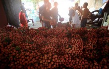 Việt Nam chào hàng 11 loại trái cây tại Mỹ