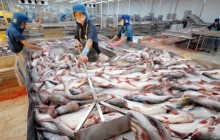 Cá tra xuất khẩu "dính" nhiều khoản phí