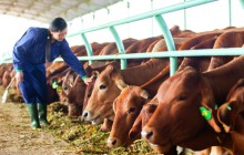Chính phủ kêu gọi doanh nghiệp lớn đầu tư vào nông nghiệp