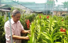 Hoa lan công nghệ cao