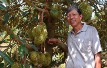 Ông trùm sầu riêng lãi bạc tỷ mỗi năm