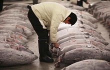Vì sao cá ngừ Nhật có giá hàng triệu USD?