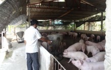 Phí, lệ phí thú y: Sợ tiêu cực phí