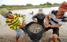 Hợp lực ngành tômc