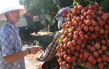 Báo Pháp: Trái vải Việt Nam tìm được thị trường mới sau khi bị Trung Quốc quay lưng